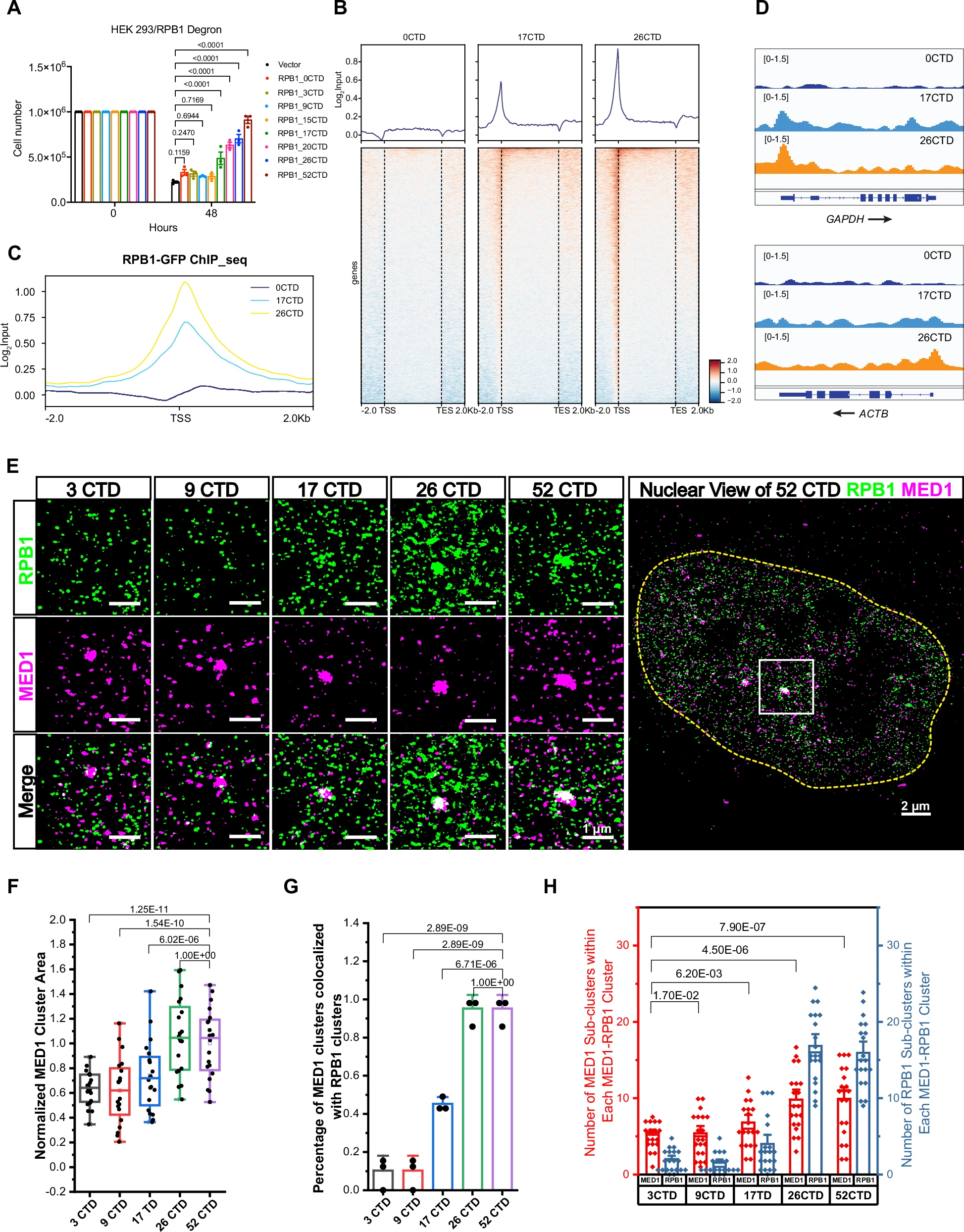 A tunable CTD grammar governs the spatial programming of the transcription cycle