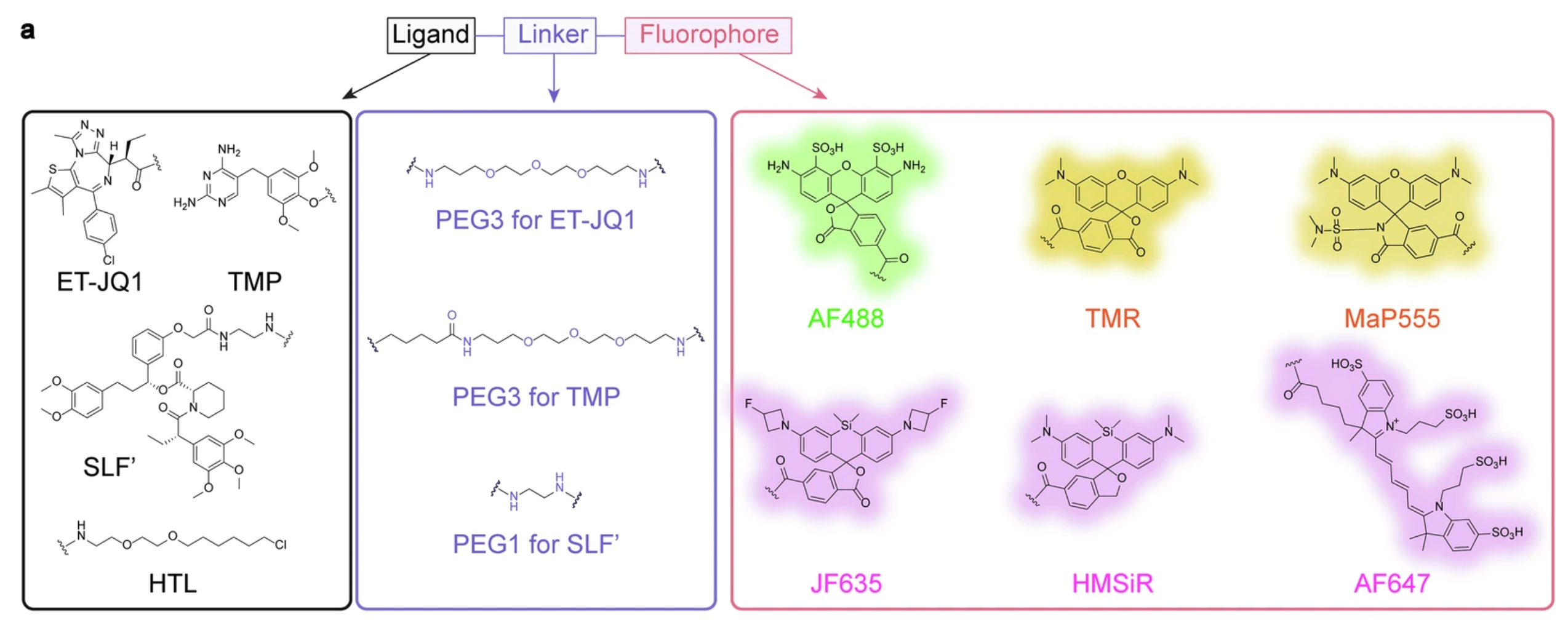 FLEXTAG:A Small and Self-renewable Protein Labeling System for Anti-fading Multi-color Super-resolution Imaging.