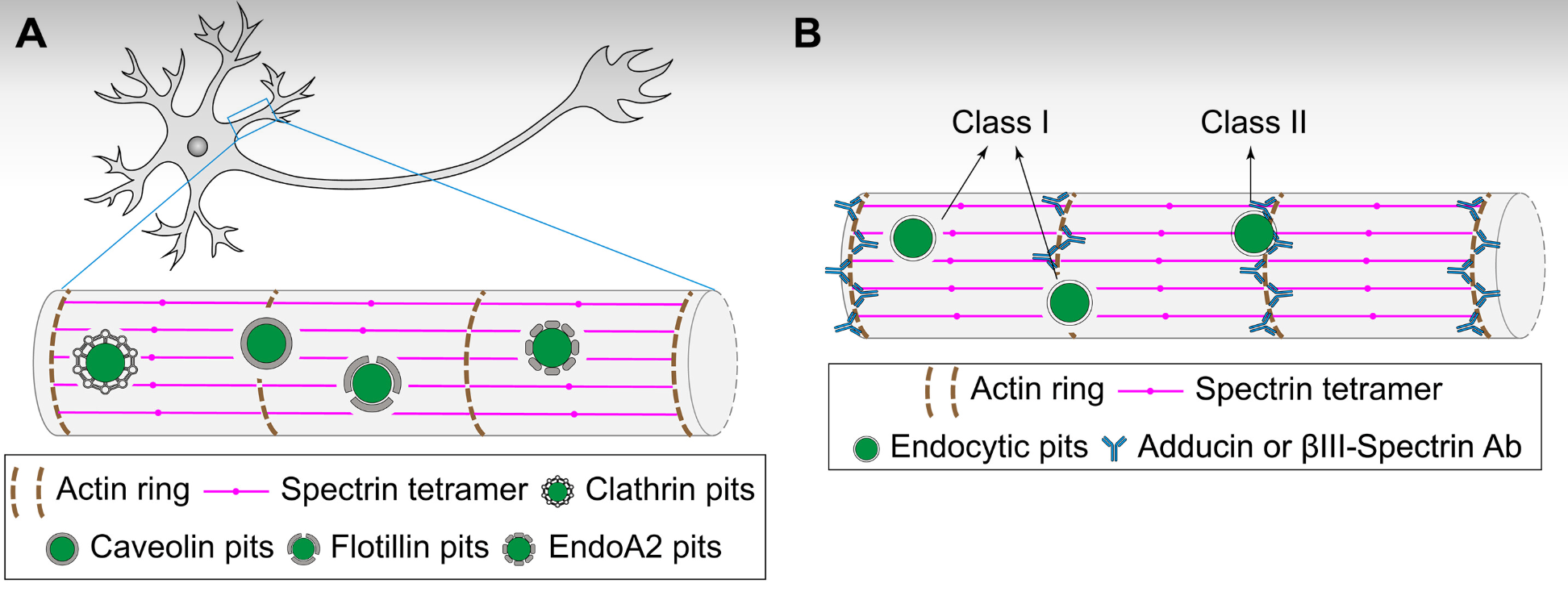 Membrane-associated periodic skeleton regulates major forms of endocytosis in neurons through a signaling-driven positive feedback loop.