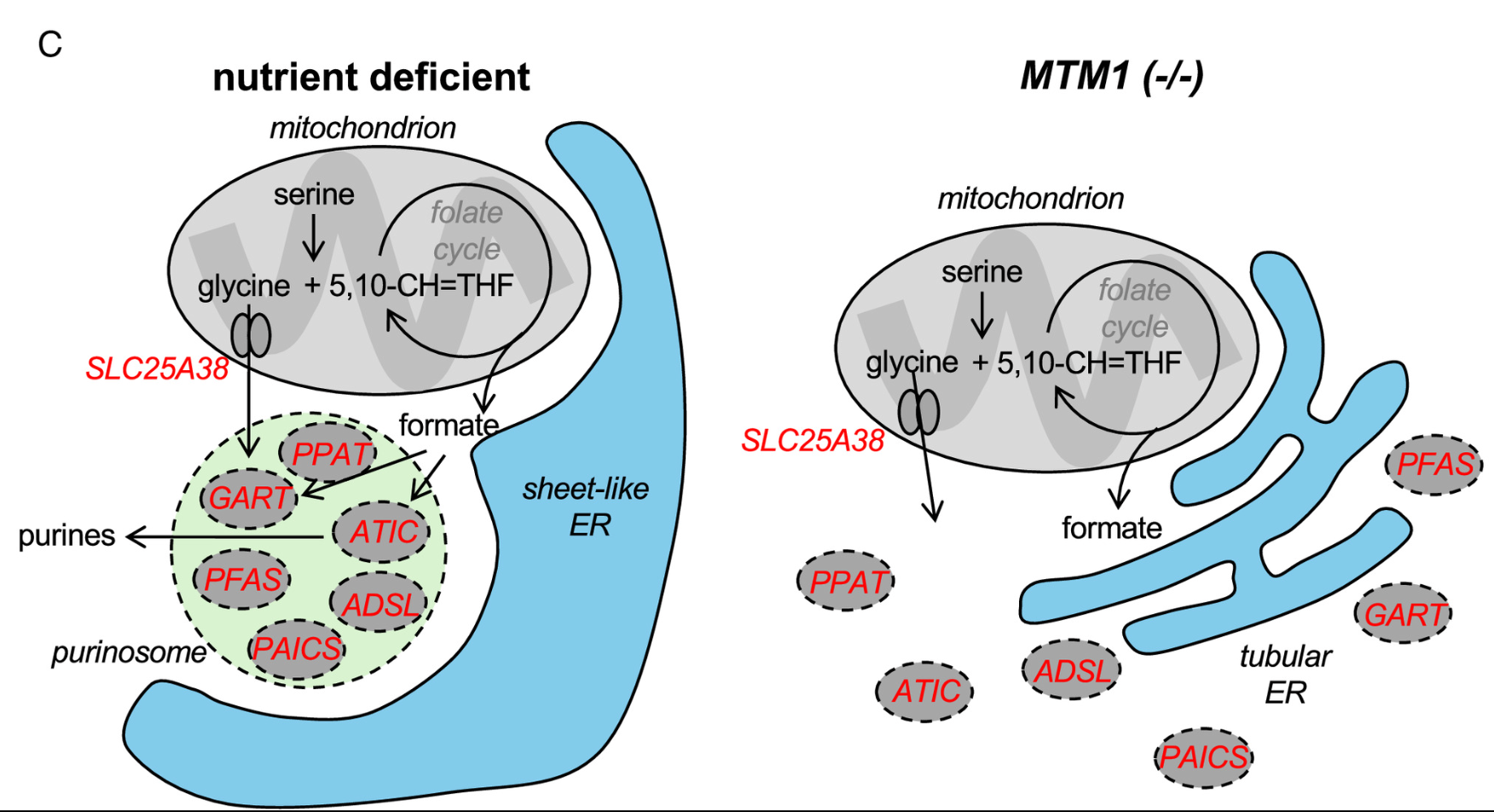 Coordination of cell organelles to promote metabolon formation.