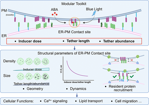 Tunable Chemical and Optical Modulation of ER-Plasma Membrane Contact-Site Geometry, Dynamics, and Protein Recruitment with High-Fidelity Visualization