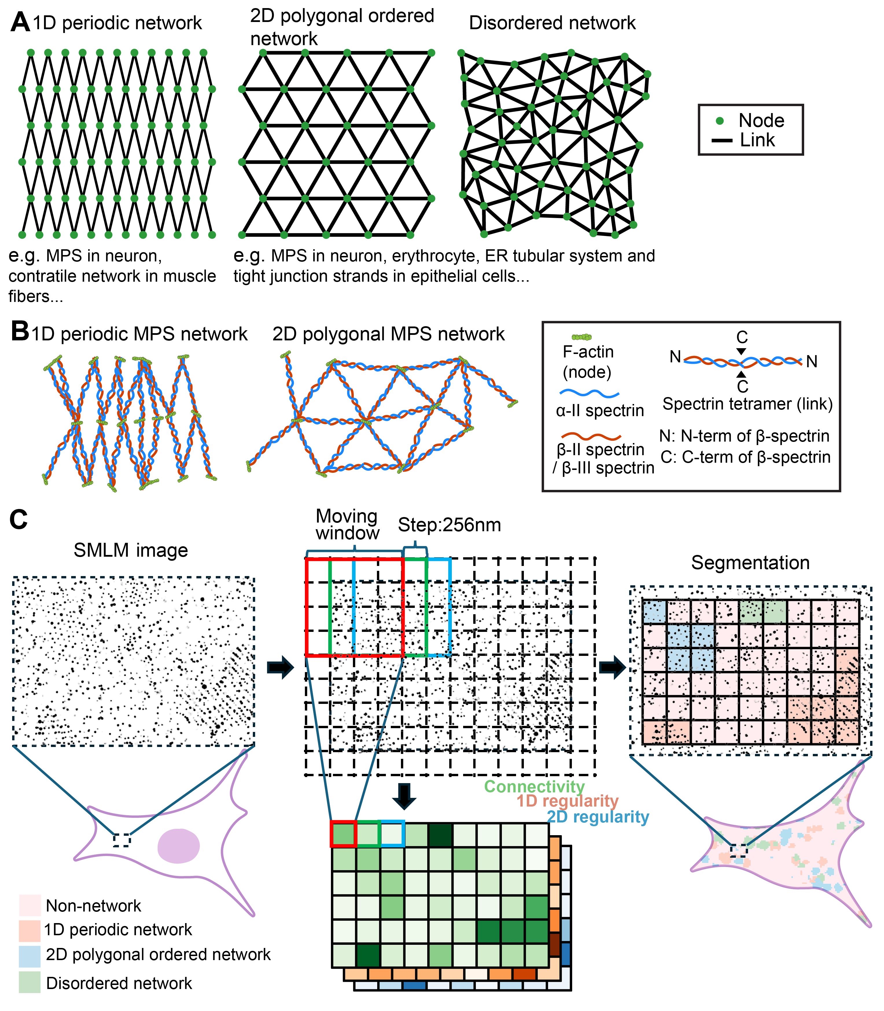 CLaSSiNet: A Computational Framework for Quantitative Classification of Nanoscale Network Architectures from Super-Resolution Microscopy.
