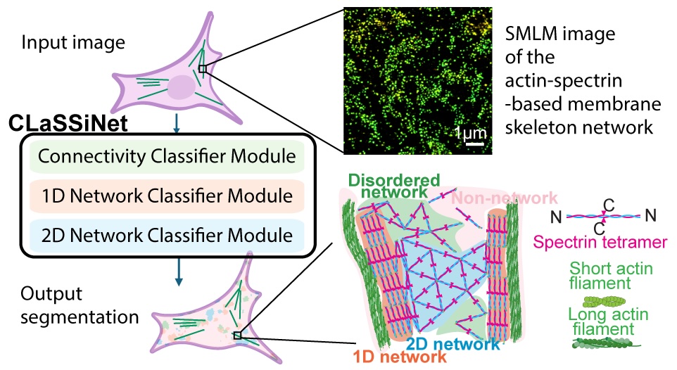 CLaSSiNet: A Computational Framework for High-Resolution Classification and Spatial Mapping of Heterogeneous Biological Network Architectures