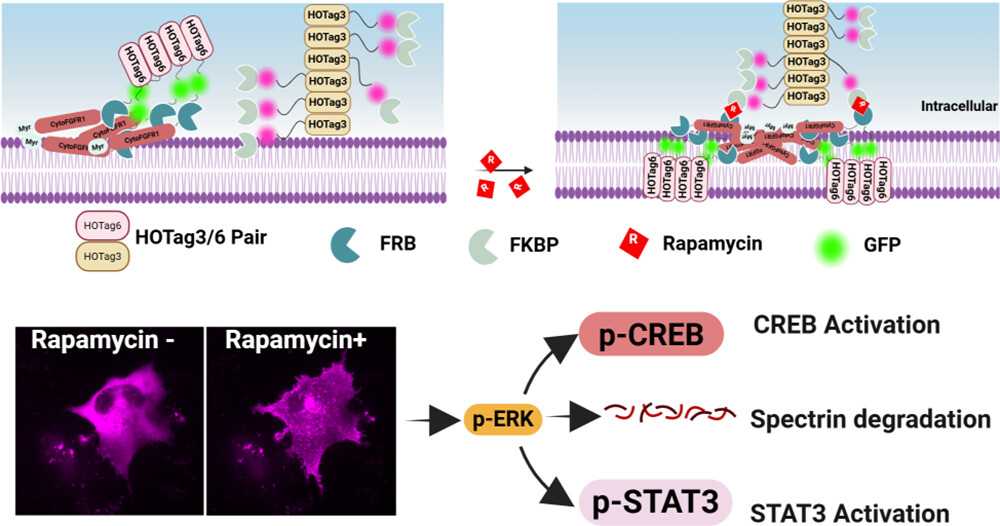 A chemically inducible multimerization system for tunable and background-free RTK activation.