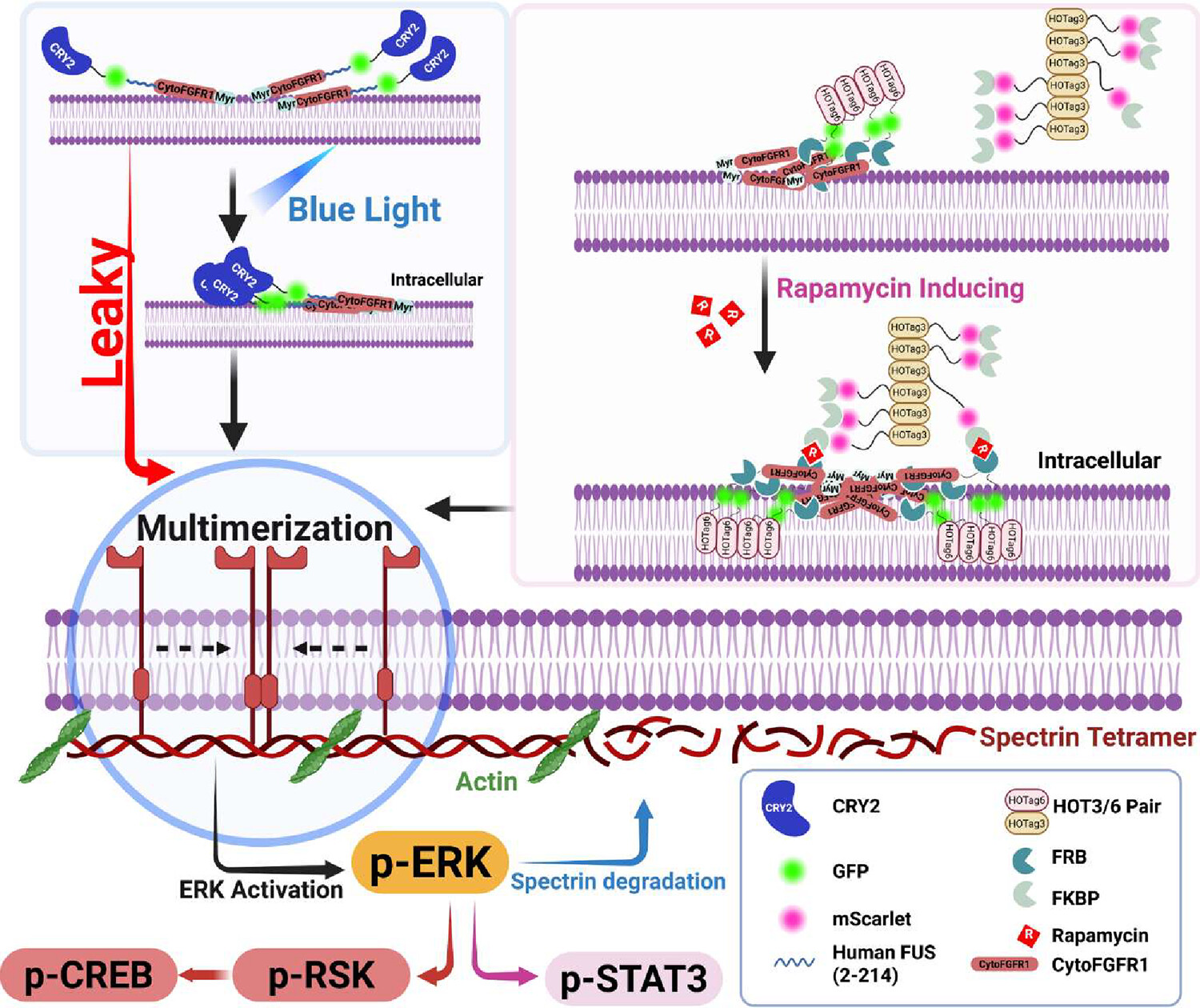 A Chemically Inducible Multimerization System for Tunable and Background-Free RTK Activation